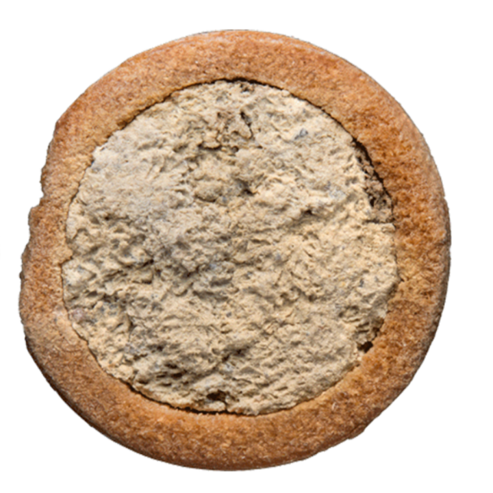 Gehörnte Mauerbiene