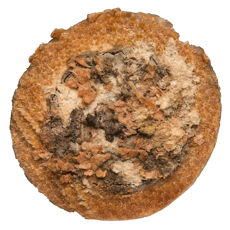 Natternkopf Mauerbiene