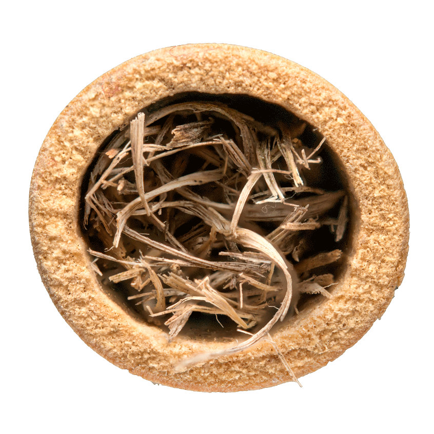 Stahlblauer Gillenjäger